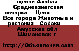 щенки Алабая (Среднеазиатская овчарка) › Цена ­ 15 000 - Все города Животные и растения » Собаки   . Амурская обл.,Шимановск г.